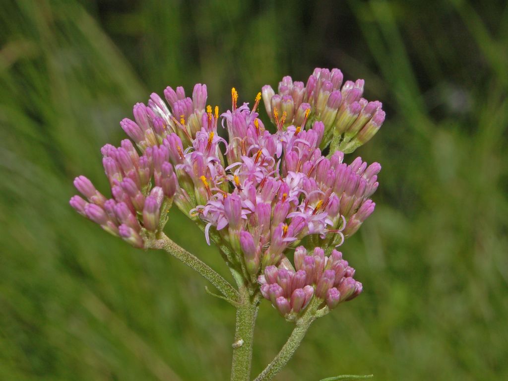 Adenostyles alpina (=Adenostyles glabra) / Cavolaccio verde